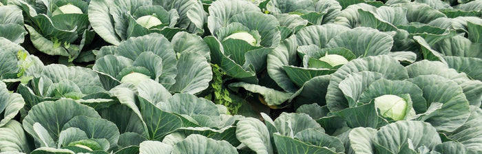 SLAKKEN NATUURLIJK BESTRIJDEN? KIES DE BESTE PRODUCTEN VAN ECOSTYLE